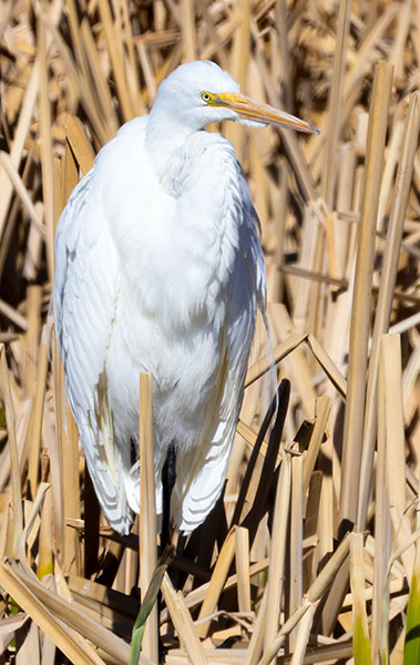 Great Egret (Common Egret) Ardea alba