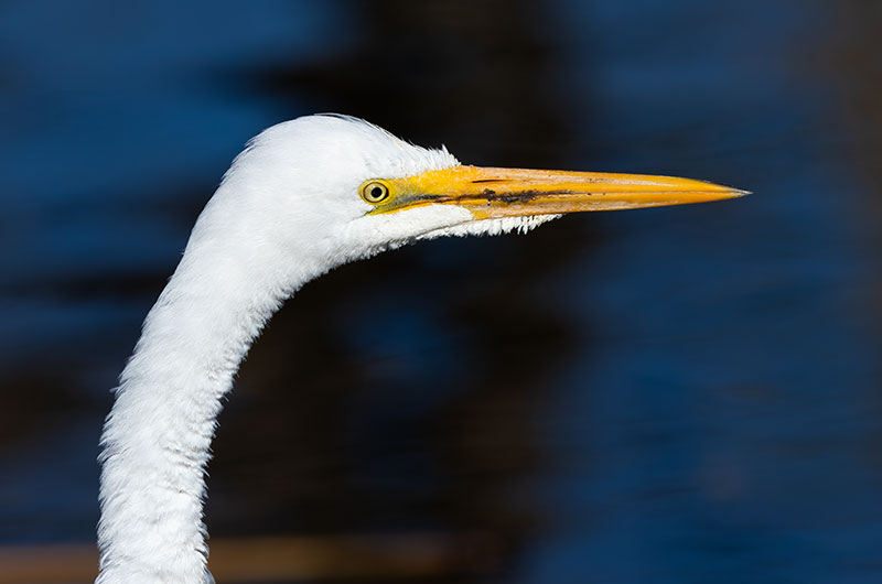 Great Egret (Common Egret) Ardea alba