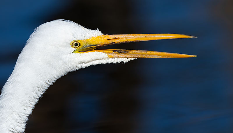 Great Egret (Common Egret) Ardea alba