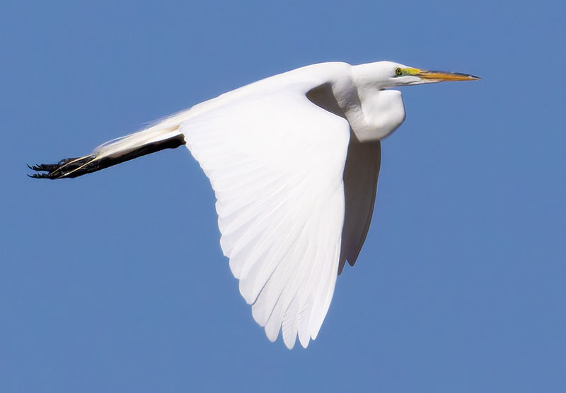 Great Egret (Common Egret) Ardea alba