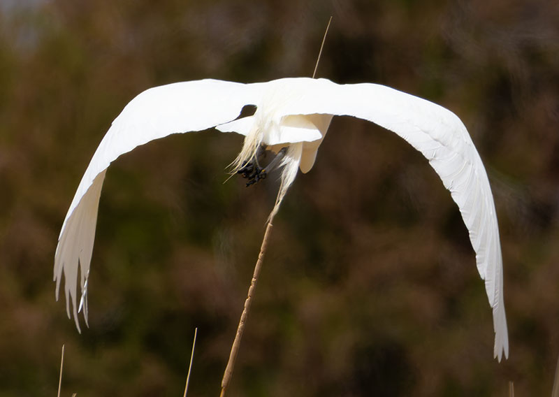 Great Egret (Common Egret) Ardea alba
