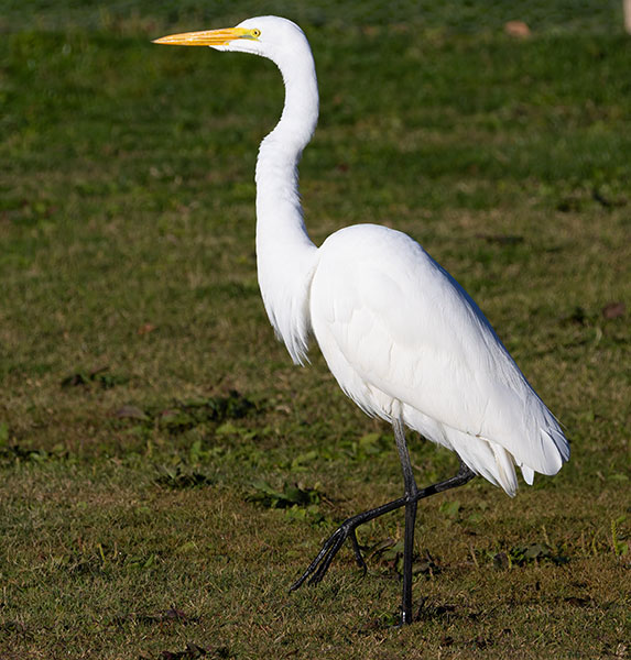 Great Egret (Common Egret) Ardea alba