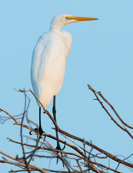 Great Egret (Common Egret) Ardea alba