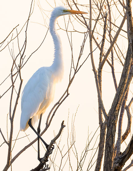 Great Egret (Common Egret) Ardea alba