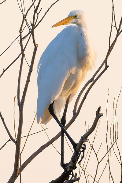Great Egret (Common Egret) Ardea alba
