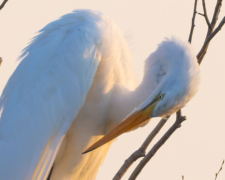 Great Egret (Common Egret) Ardea alba