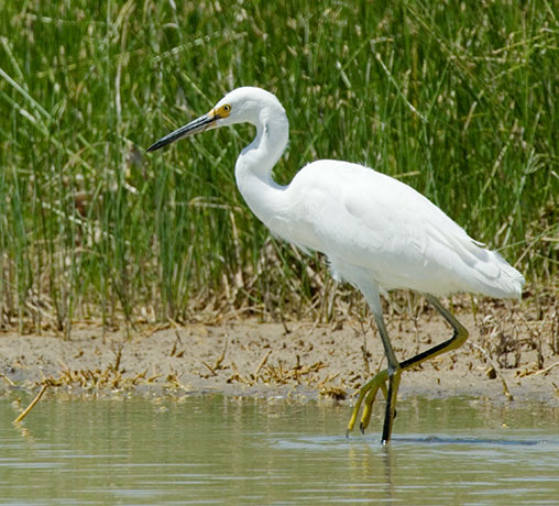 Snowy Egret Egretta thula 
