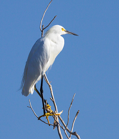 Snowy Egret Egretta thula 