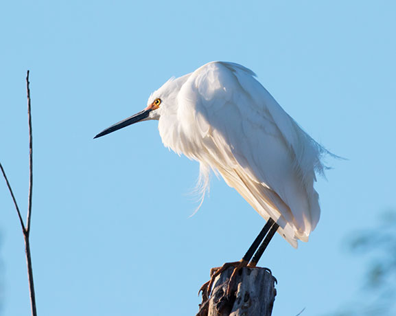 Snowy Egret Egretta thula 