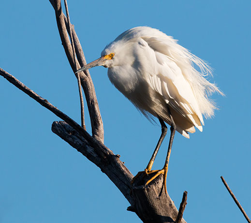 Snowy Egret Egretta thula 