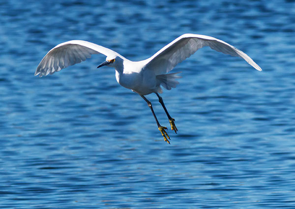 Snowy Egret Egretta thula 