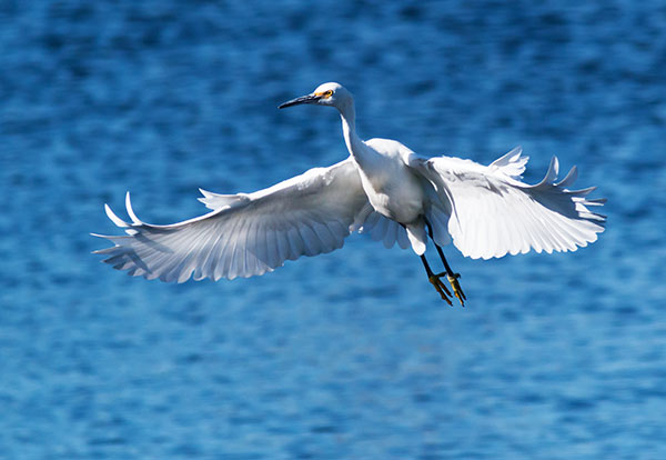 Snowy Egret Egretta thula 