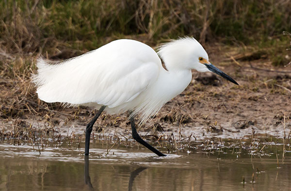Snowy Egret Egretta thula 