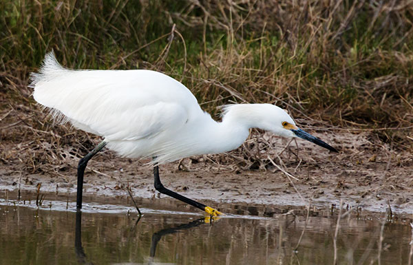 Snowy Egret Egretta thula 
