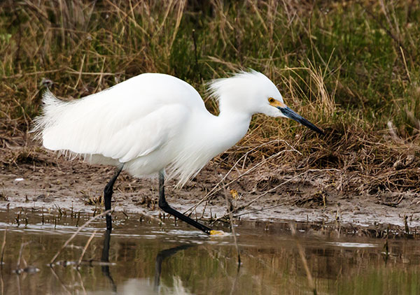 Snowy Egret Egretta thula 