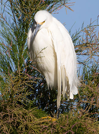 Snowy Egret Egretta thula 