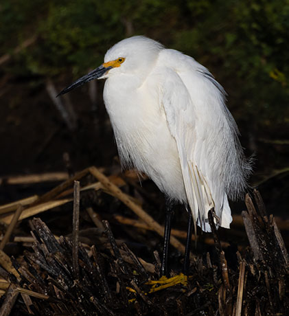 Snowy Egret Egretta thula 