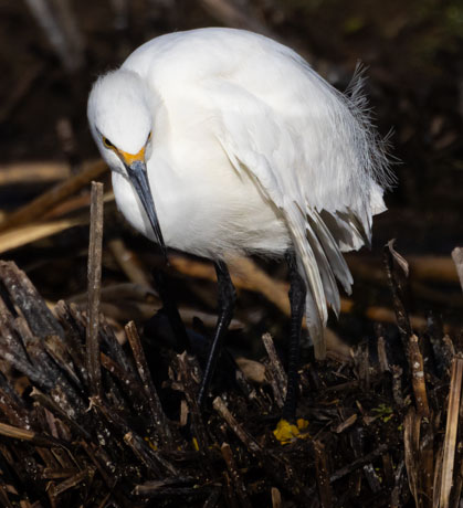 Snowy Egret Egretta thula 