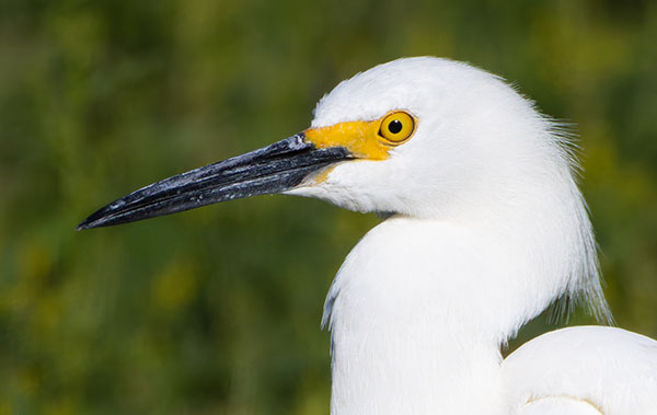 Snowy Egret Egretta thula 