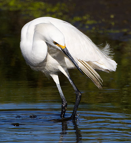 Snowy Egret Egretta thula 