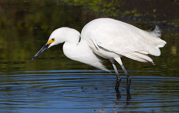 Snowy Egret Egretta thula 