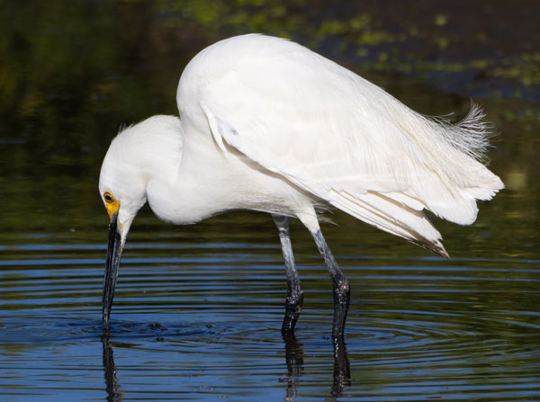 Snowy Egret Egretta thula 