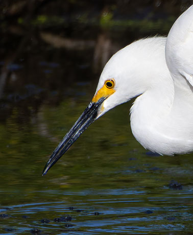Snowy Egret Egretta thula 