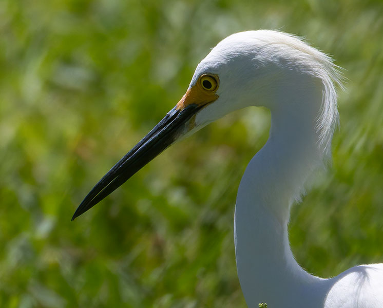 Snowy Egret Egretta thula 