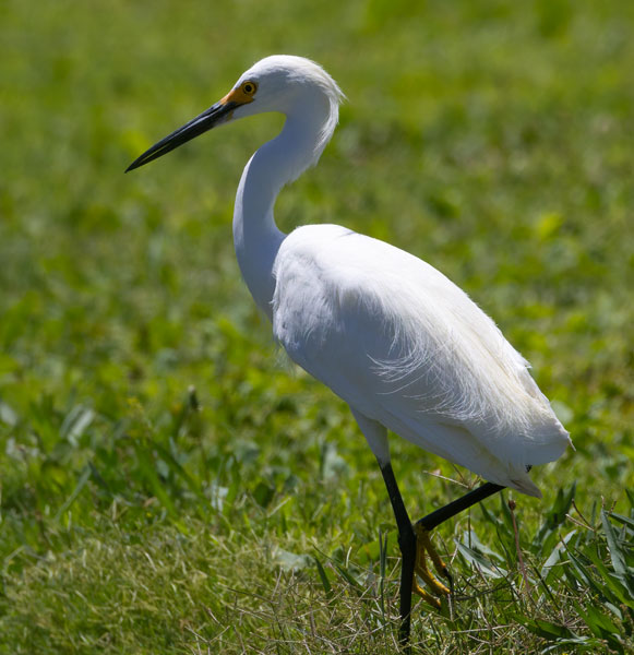 Snowy Egret Egretta thula 
