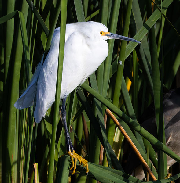 Snowy Egret Egretta thula 