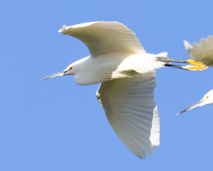 Snowy Egret Egretta thula 