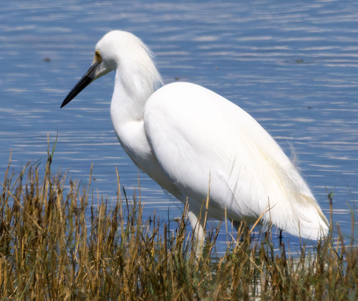 Snowy Egret Egretta thula 