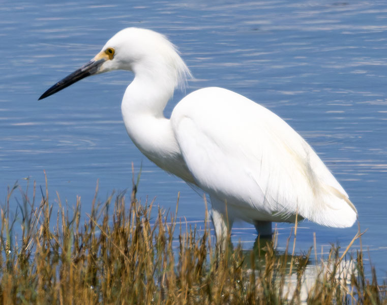 Snowy Egret Egretta thula 