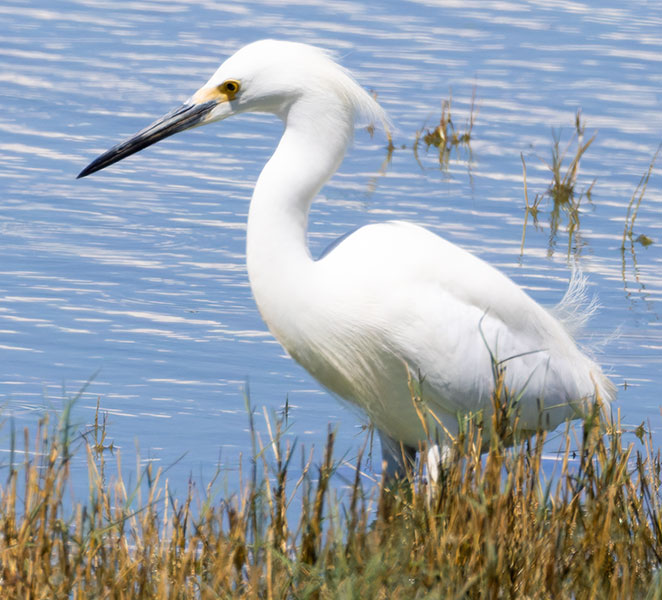 Snowy Egret Egretta thula 