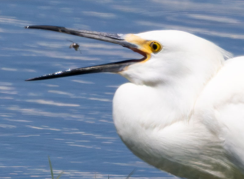 Snowy Egret Egretta thula 