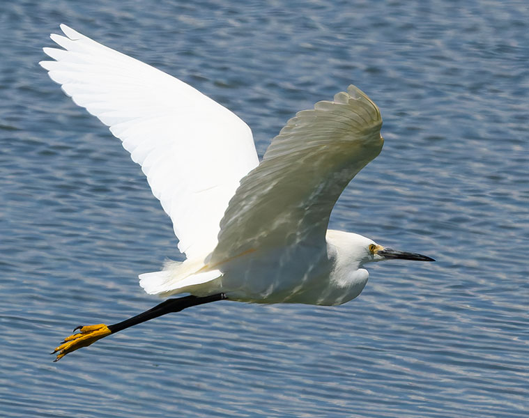 Snowy Egret Egretta thula 