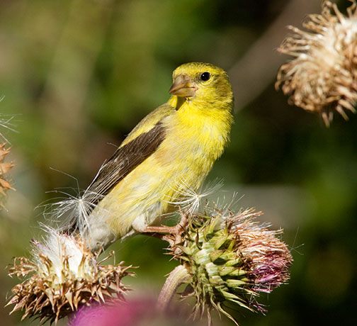 American Goldfinch Carduelis tristis 