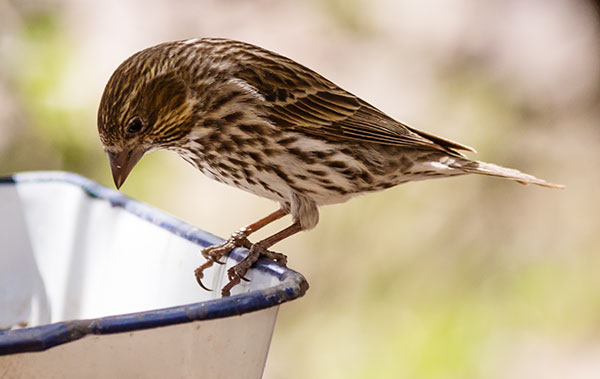 Cassin's Finch Haemorhous cassinii 