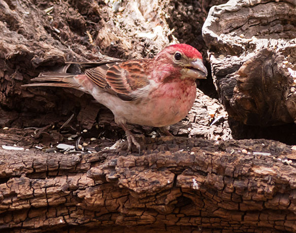 Cassin's Finch Haemorhous cassinii 