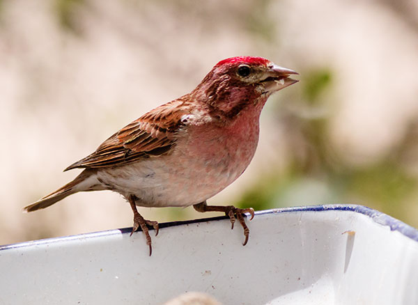 Cassin's Finch Haemorhous cassinii 