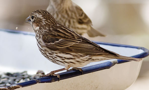 Cassin's Finch Haemorhous cassinii 