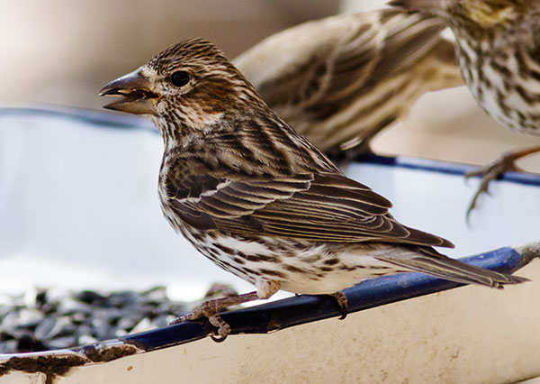Cassin's Finch Haemorhous cassinii 