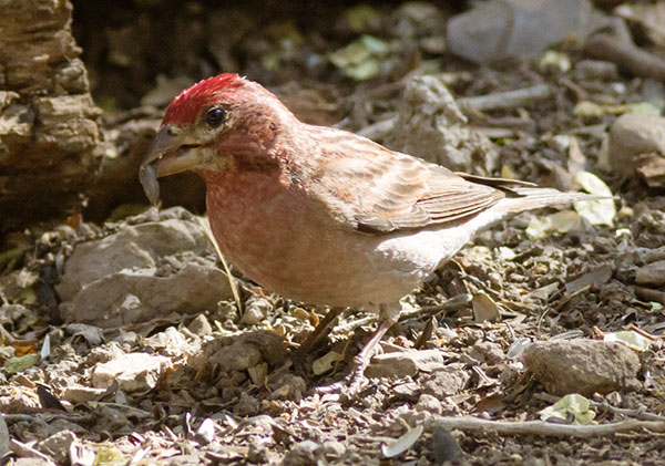 Cassin's Finch Haemorhous cassinii 