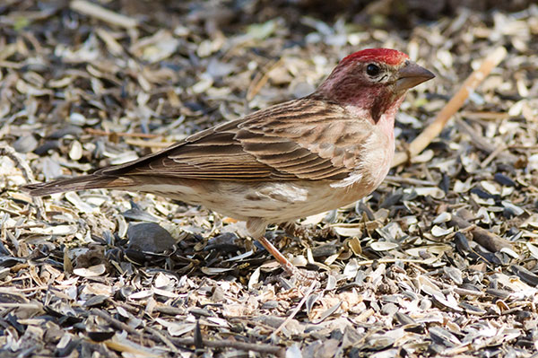 Cassin's Finch Haemorhous cassinii 