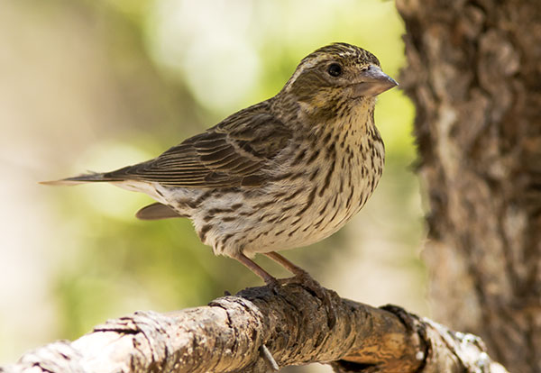 Cassin's Finch Haemorhous cassinii 