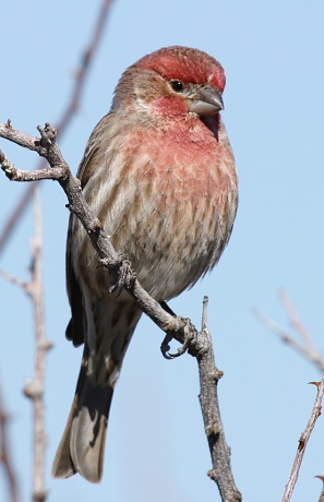 House Finch Carpodacus mexicanus 