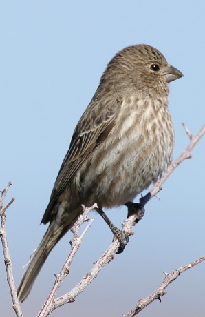 House Finch Carpodacus mexicanus 