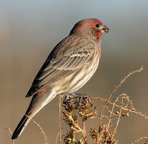 House Finch Carpodacus mexicanus