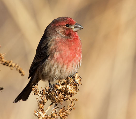 House Finch Carpodacus mexicanus