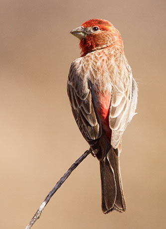 House Finch Carpodacus mexicanus